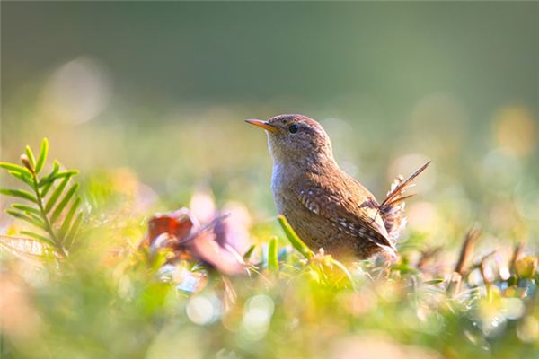 周公解梦梦见人死了(周公解梦梦见人死了预兆是)
