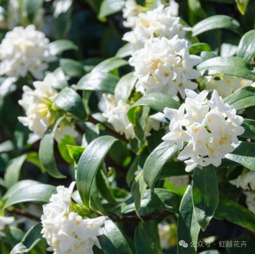 做梦梦花(做梦梦到花) 做梦梦花(做梦梦到花)