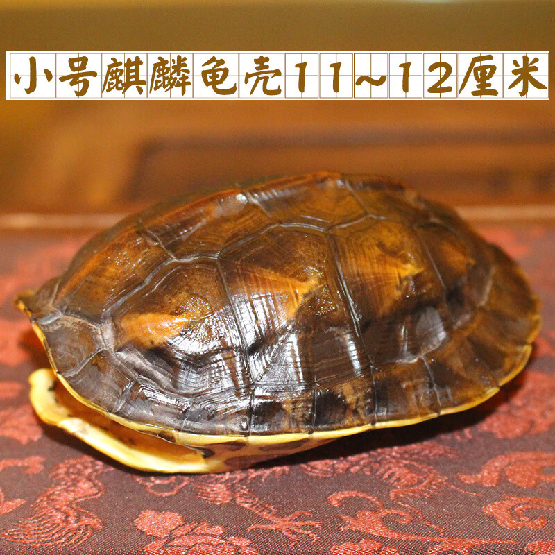 龟壳摇卦怎么玩才有趣