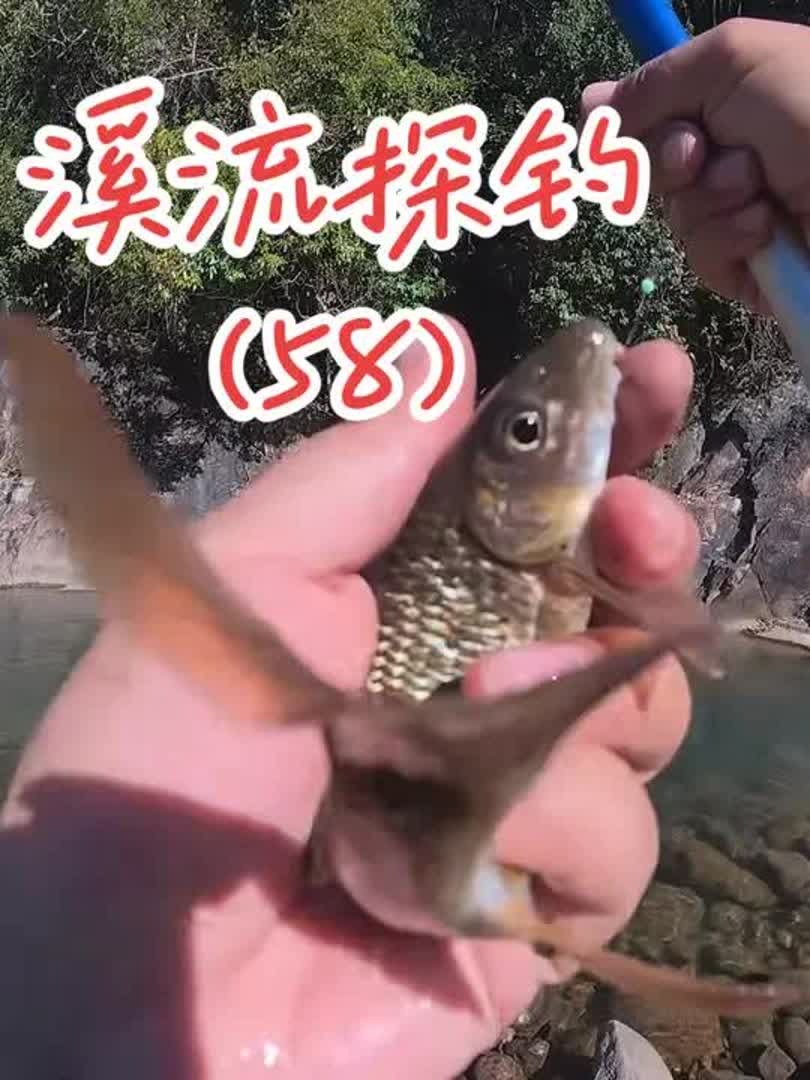 怎样钓苦花鱼 怎样钓苦花鱼
