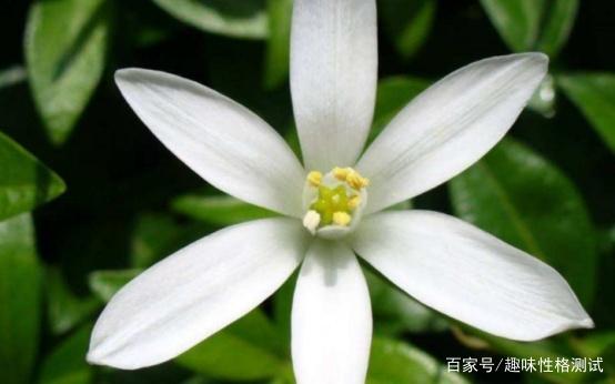 免费测桃花运最准的测试 免费测桃花运最准的测试