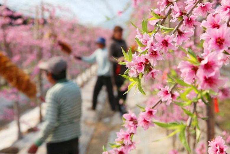 测正桃花什么时候出现 测正桃花什么时候出现