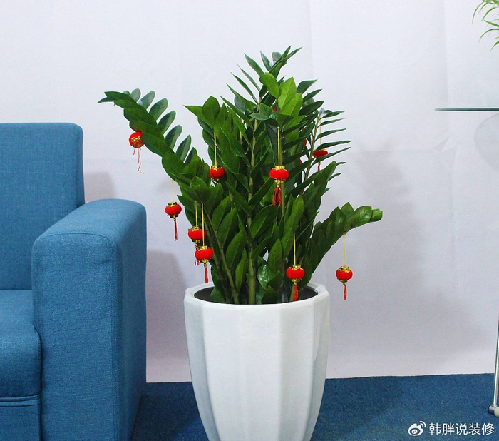 家中财位摆放什么绿植旺财