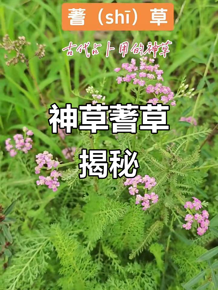 蓍草占卜具体步骤 蓍草占卜具体步骤