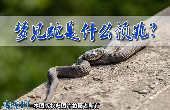 周公解梦蛇的详细解释是什么