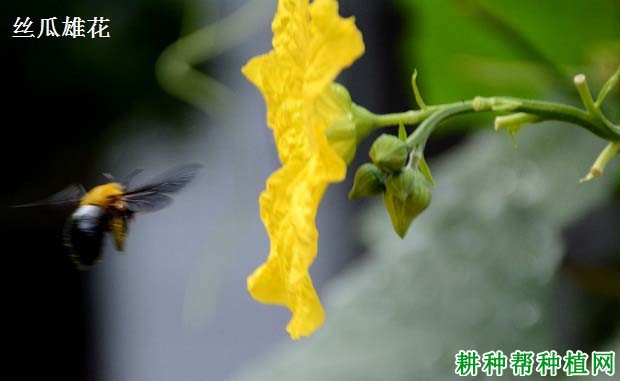 梦见摘丝瓜财运详解 梦见摘丝瓜财运详解