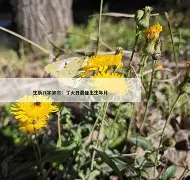 卜易居算命网官网入口