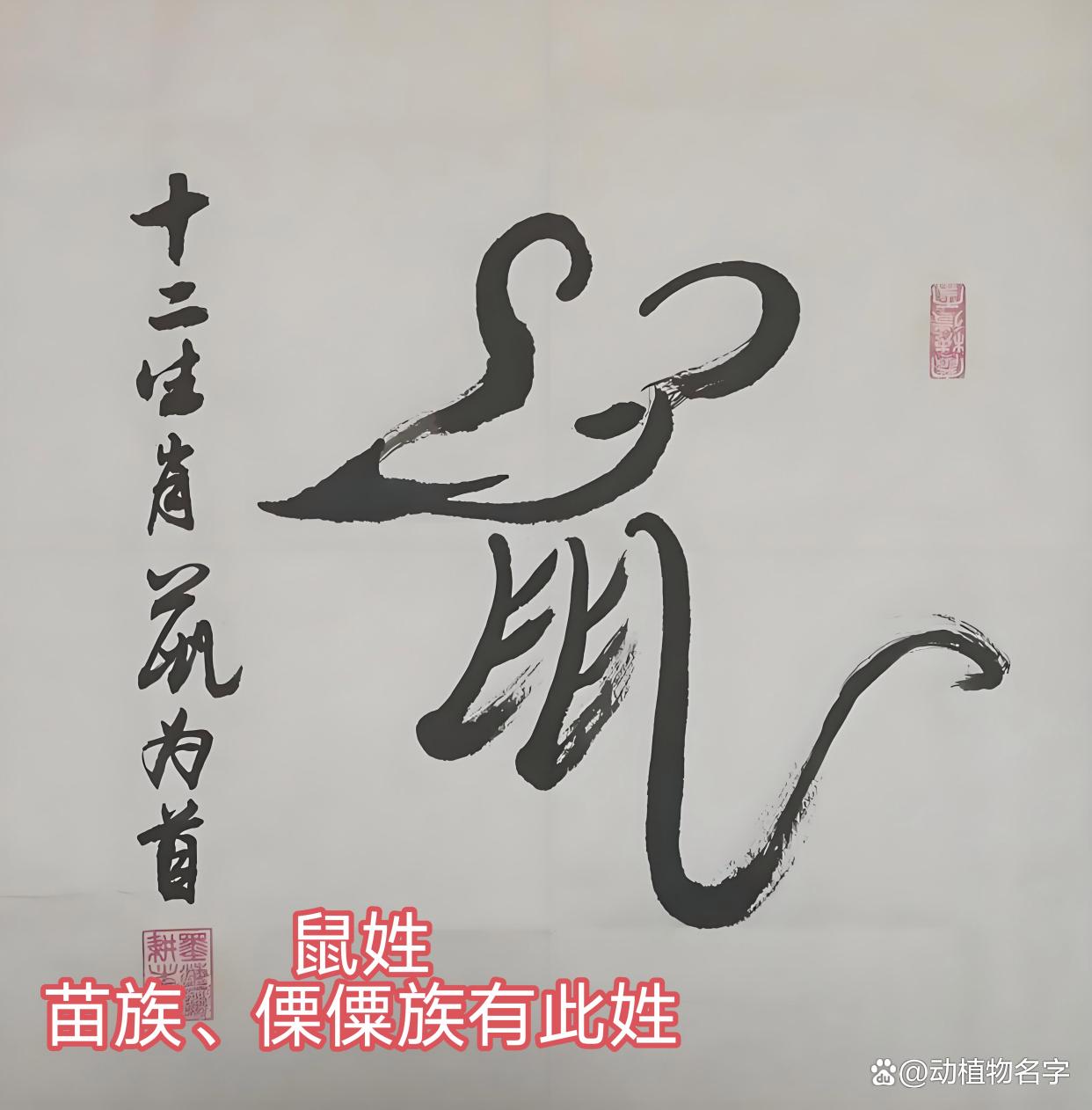 动物姓氏的排序表
