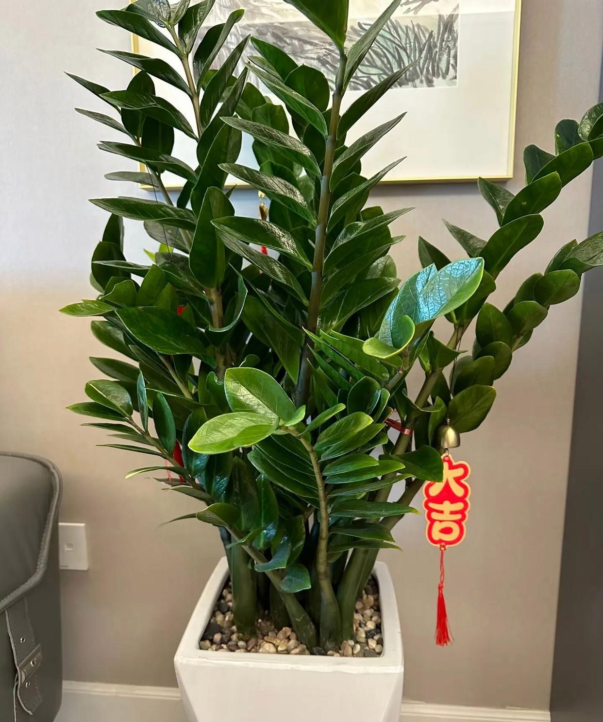 大门口两边最旺宅的花 大门口两边最旺宅的花