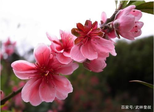 免费桃花运查询