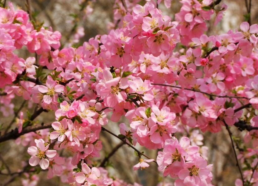 免费桃花运查询 免费桃花运查询
