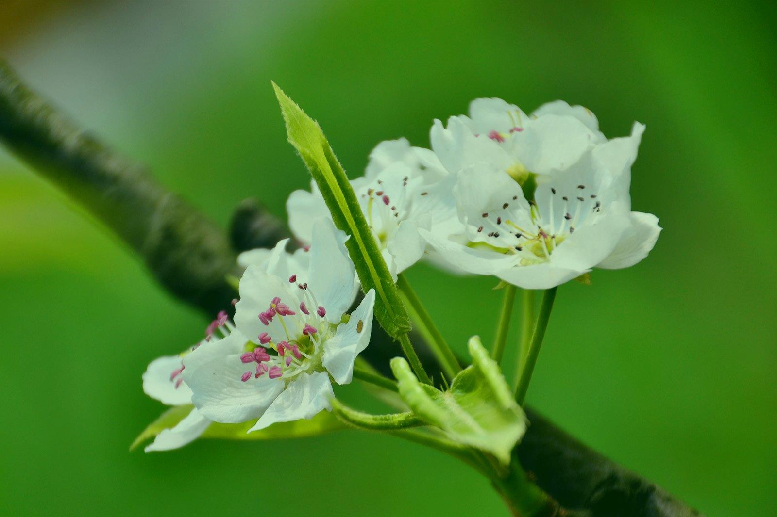 免费测命中桃花 免费测命中桃花