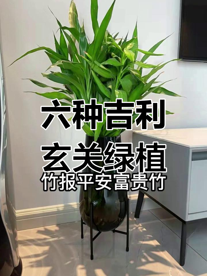 门口挡煞的绿植有哪些呢 门口挡煞的绿植有哪些呢