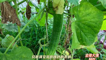 梦见摘丝瓜的预示与启示 梦见摘丝瓜的预示与启示
