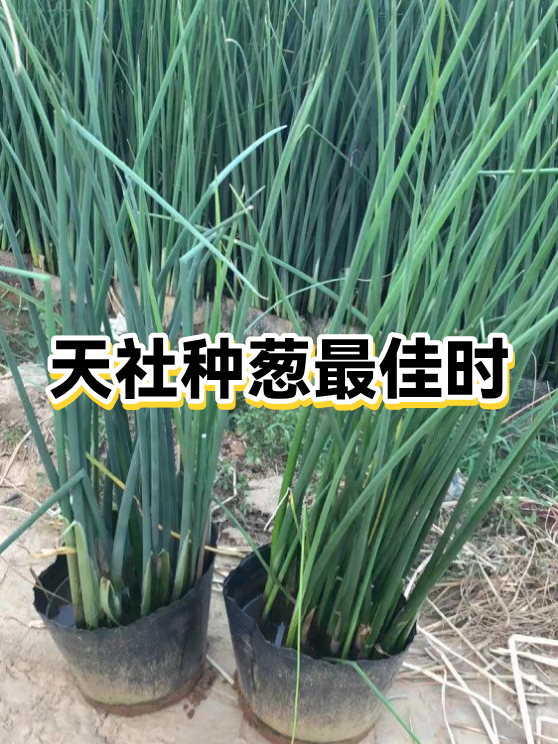 房间窗户种葱好吗 房间窗户种葱好吗
