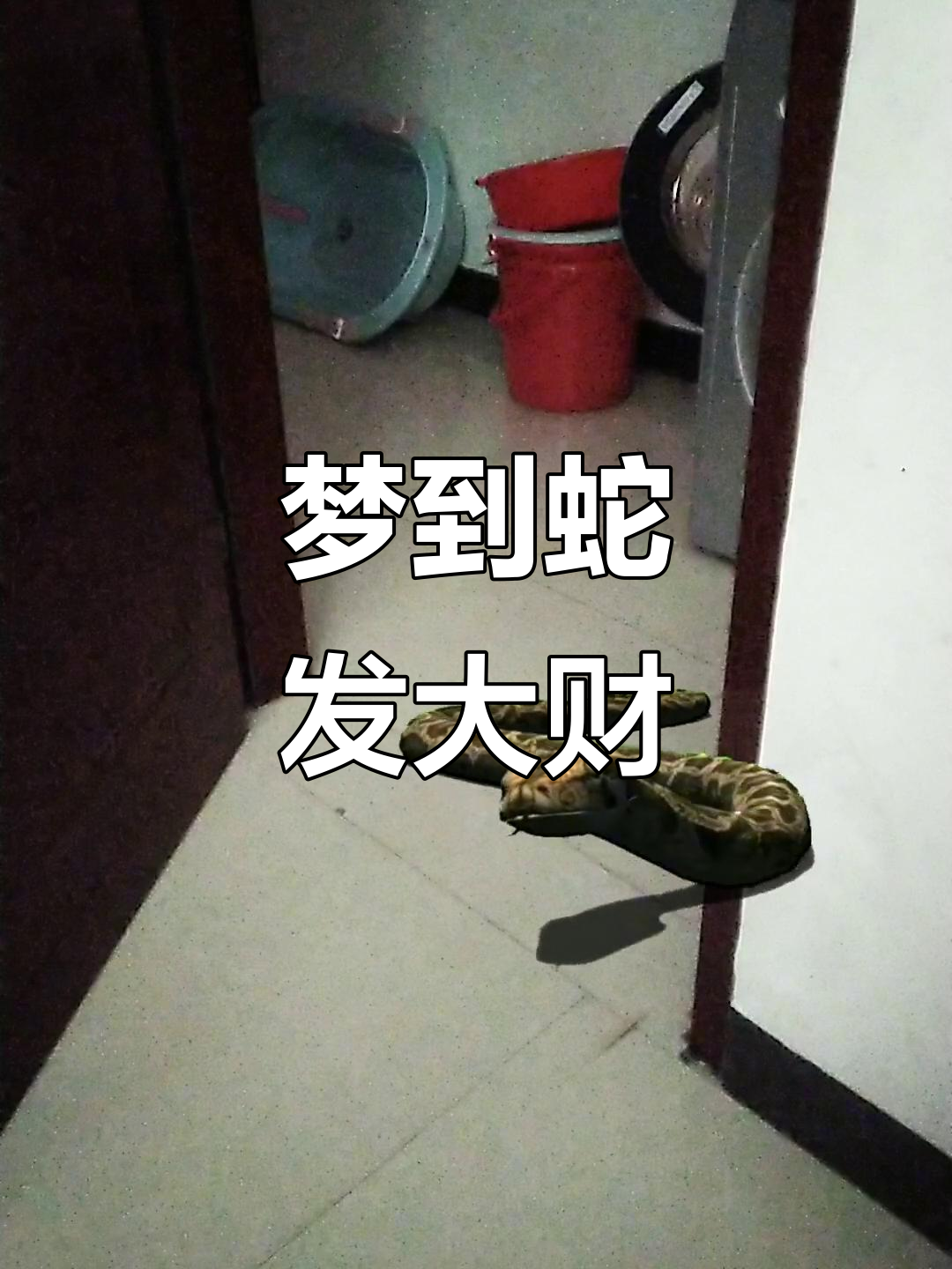 周公解梦免费查询大全查询梦见蛇 周公解梦免费查询大全查询梦见蛇