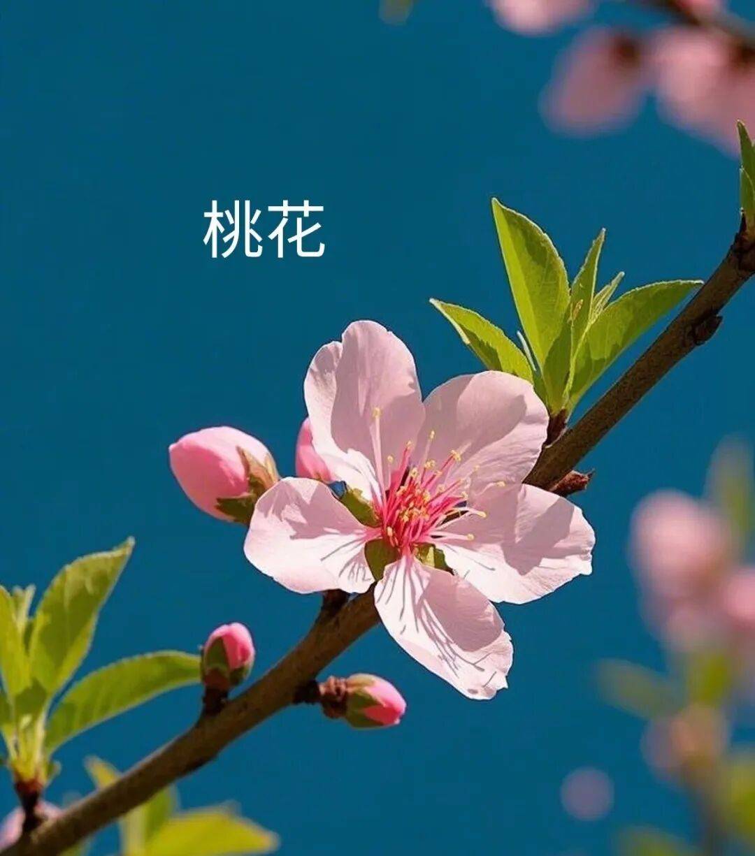 查正桃花最简单方法的简单介绍 查正桃花最简单方法的简单介绍