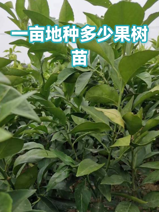 一亩地桃树能挣多少钱 一亩地桃树能挣多少钱