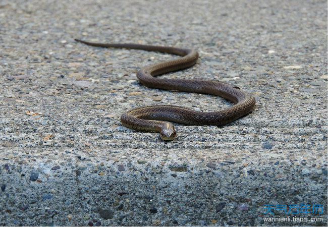梦见蛇是什么意思周公解梦查询