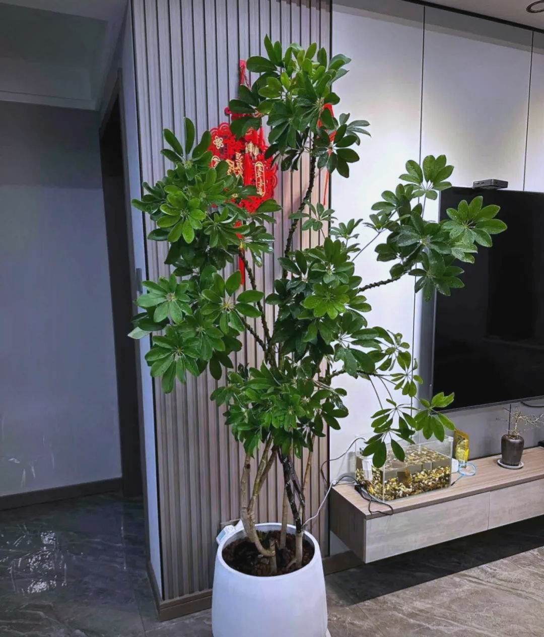 家里摆放什么绿植招财又旺宅