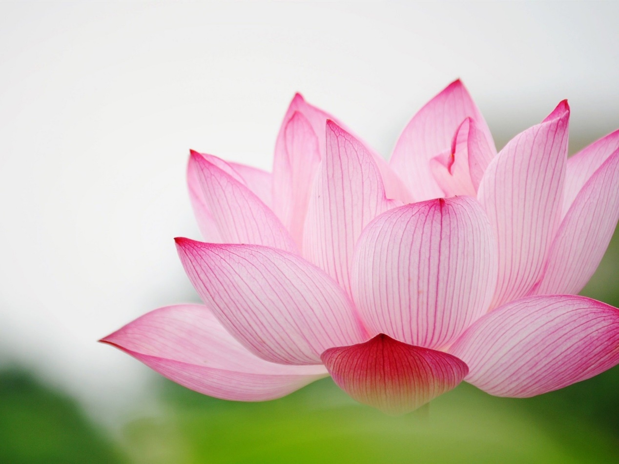 测桃花运免费
