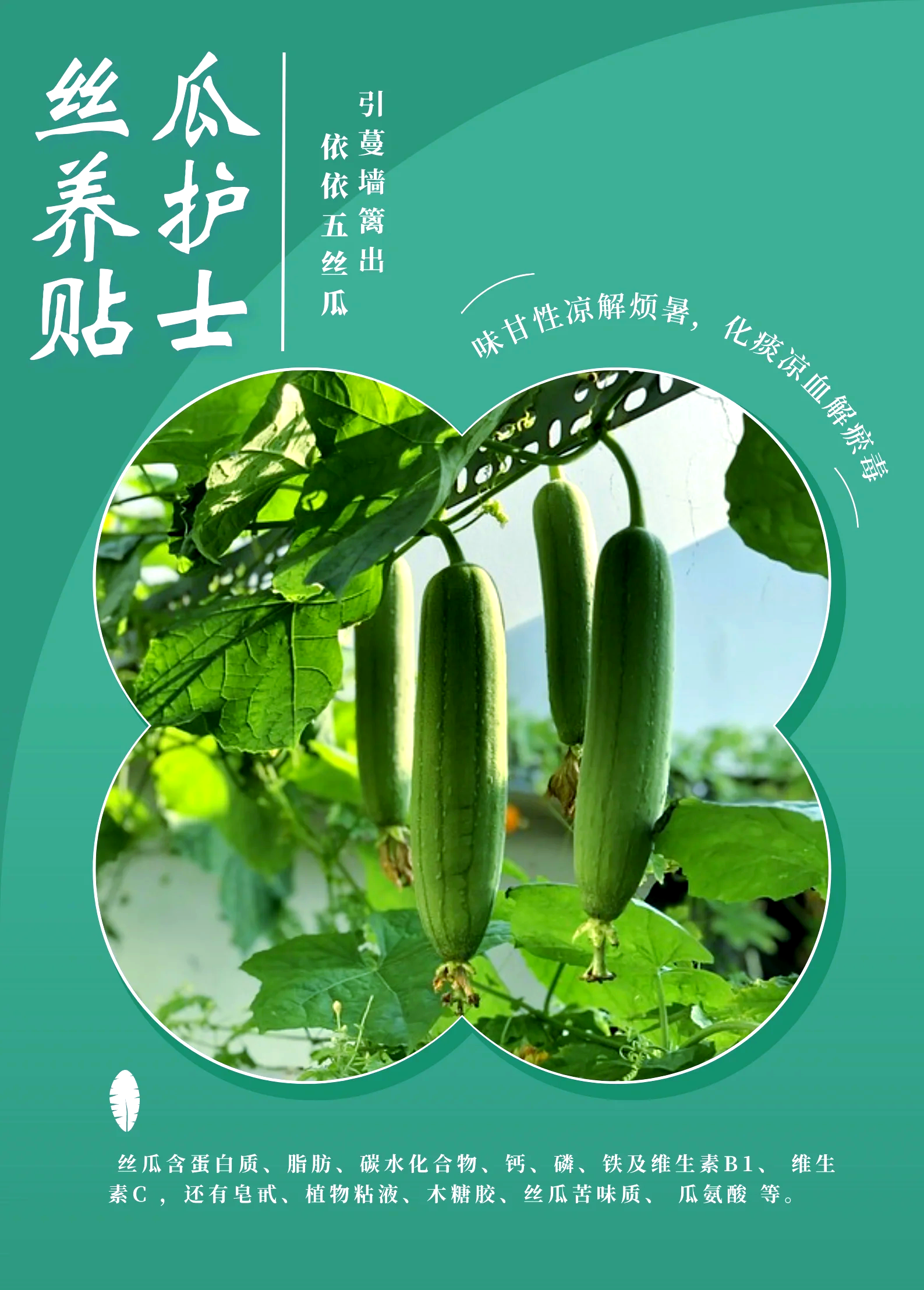 梦见摘丝瓜啥意思 梦见摘丝瓜啥意思