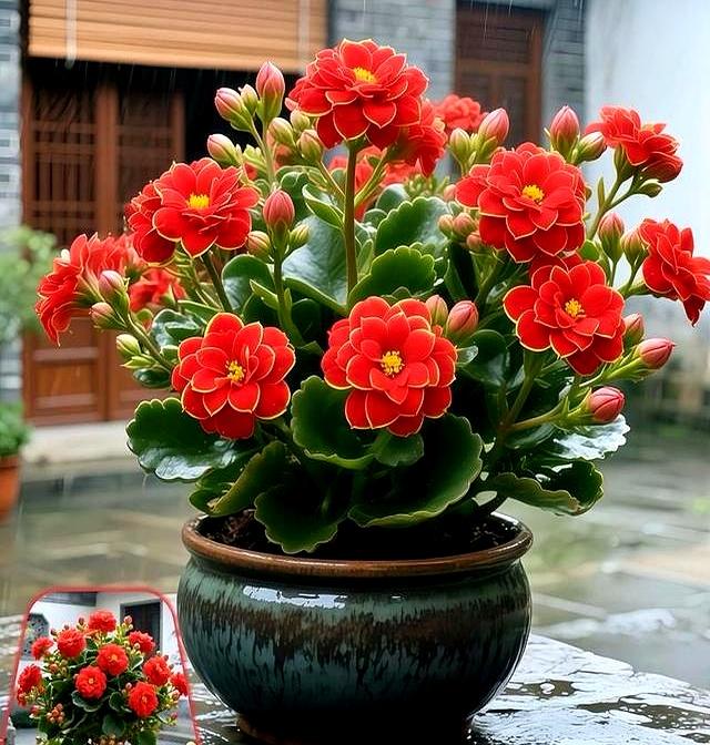 窗台适合养什么植物好