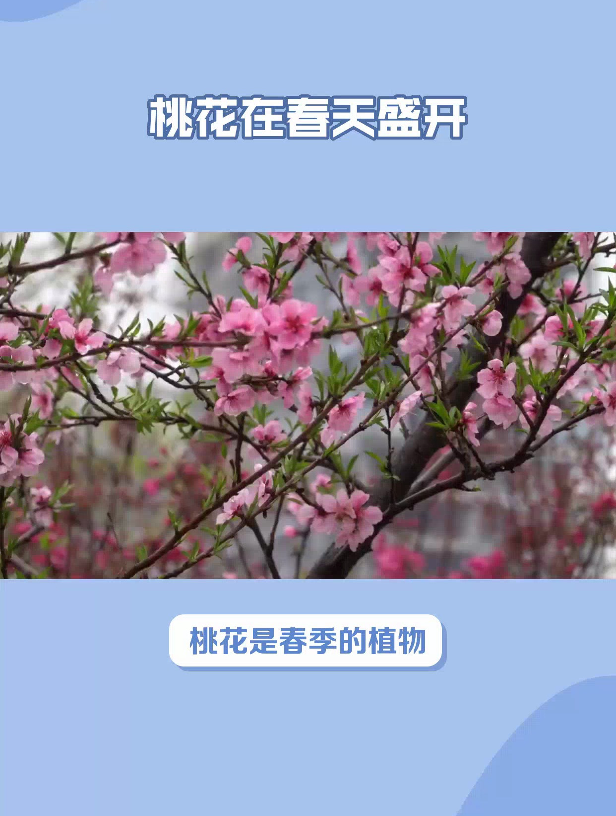 测桃花出现时间