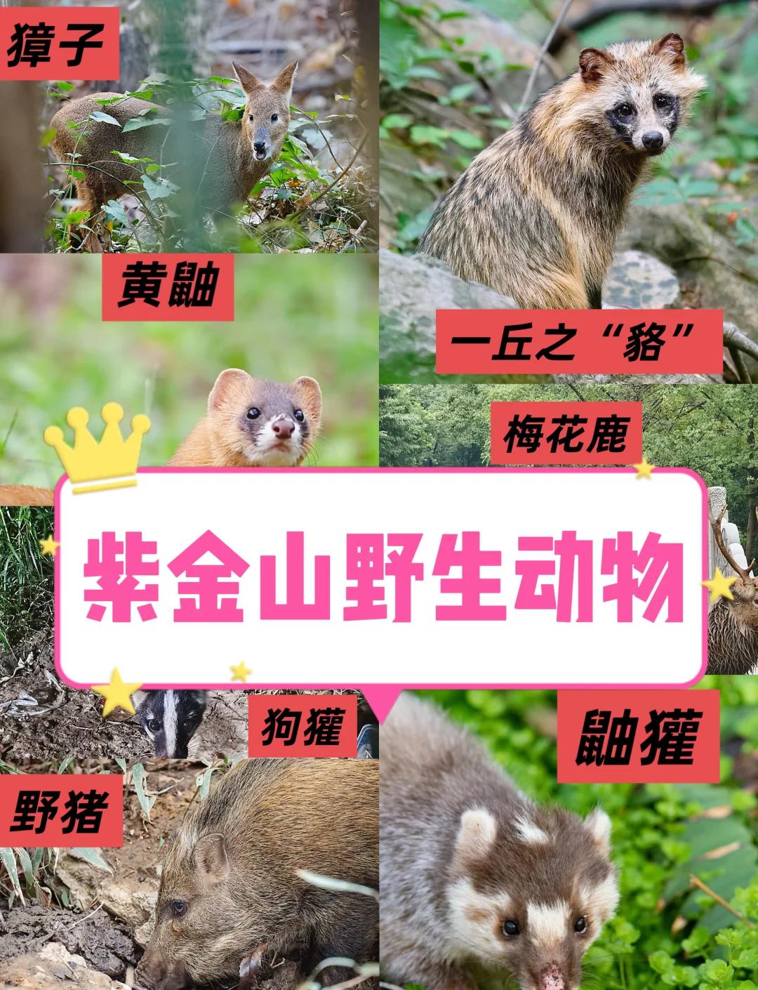 动物取名字大全(动物取名字好听的) 动物取名字大全(动物取名字好听的)