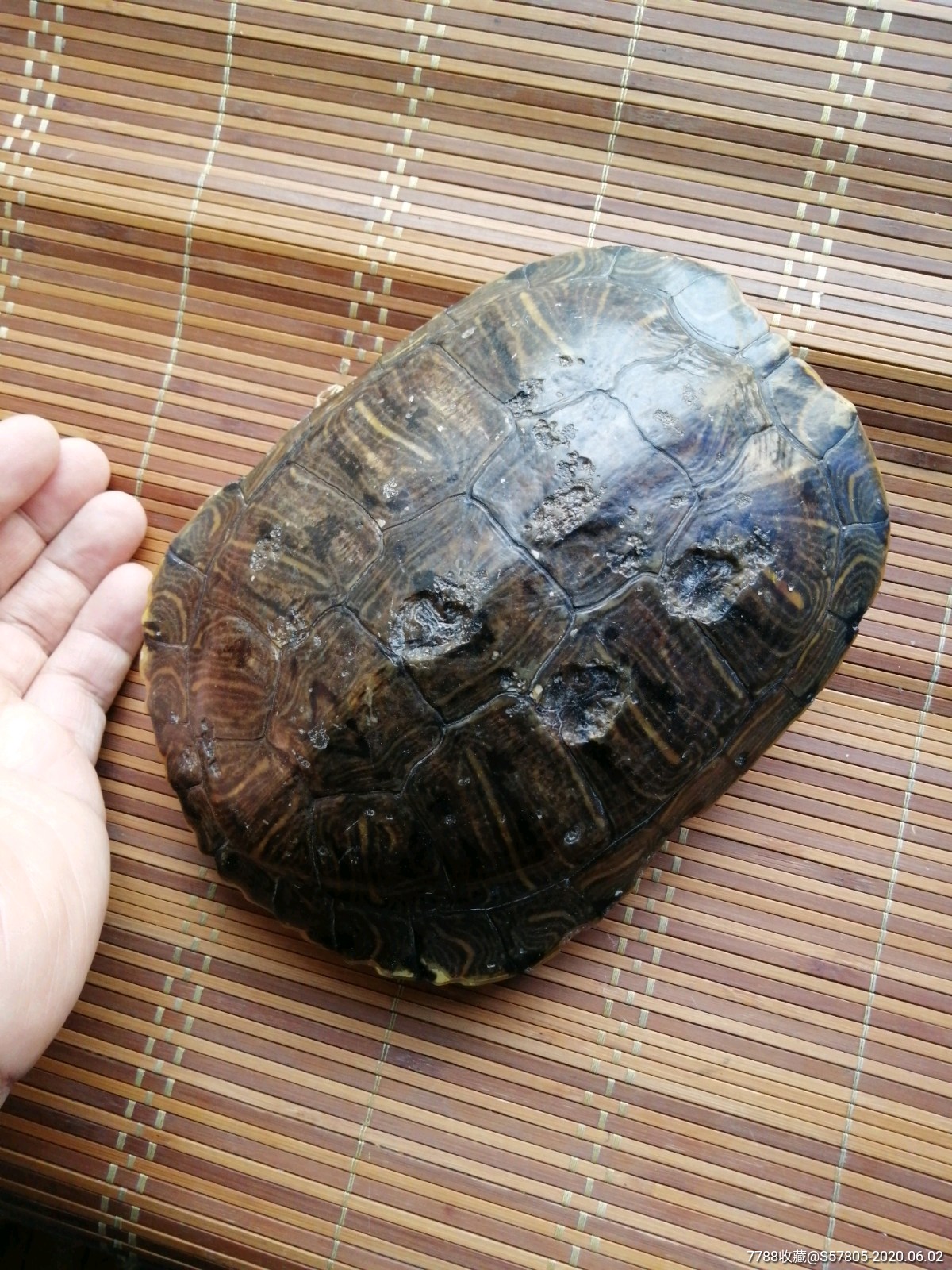 包含龟壳摇卦免费版在线试听的词条 包含龟壳摇卦免费版在线试听的词条