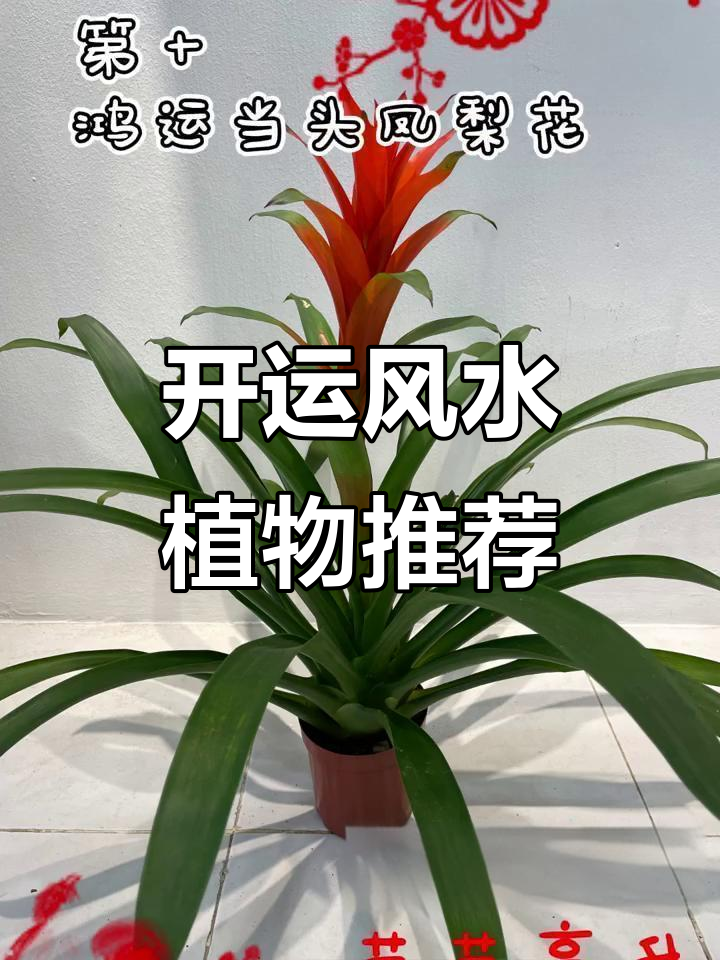 十大风水好的花(风水最旺的四种花)