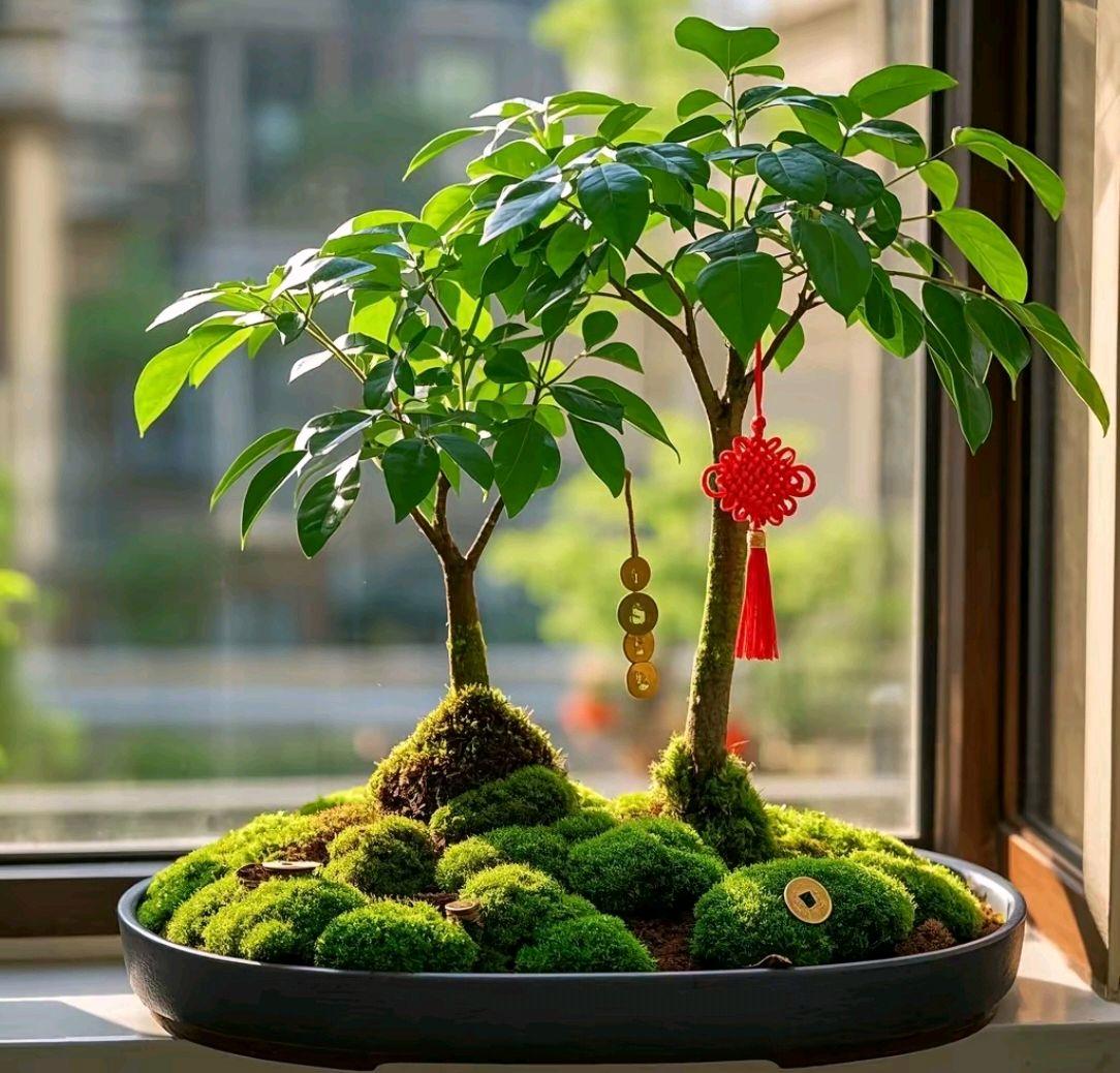 十种旺财又旺宅的植物(十种旺财又旺宅的植物幸福树) 十种旺财又旺宅的植物(十种旺财又旺宅的植物幸福树)