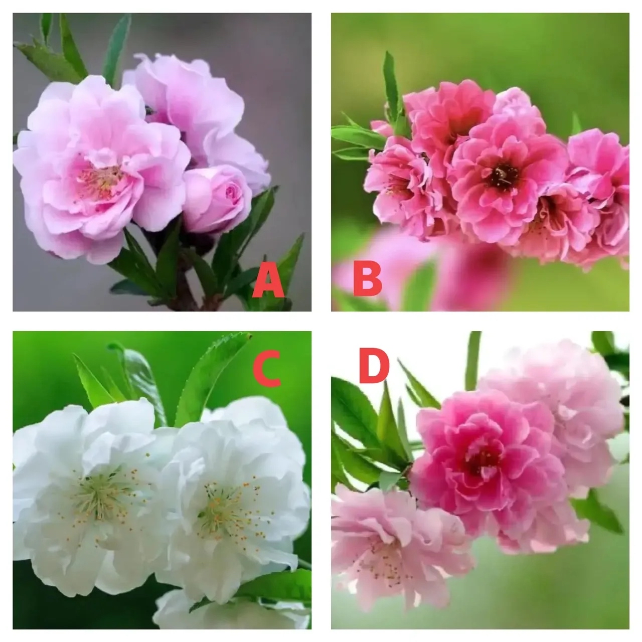 输入姓名测桃花运(输入姓名测运势免费) 输入姓名测桃花运(输入姓名测运势免费)