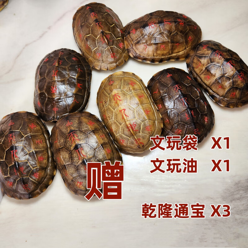 六爻龟壳运势预测(六爻龟壳占卜小事一问)