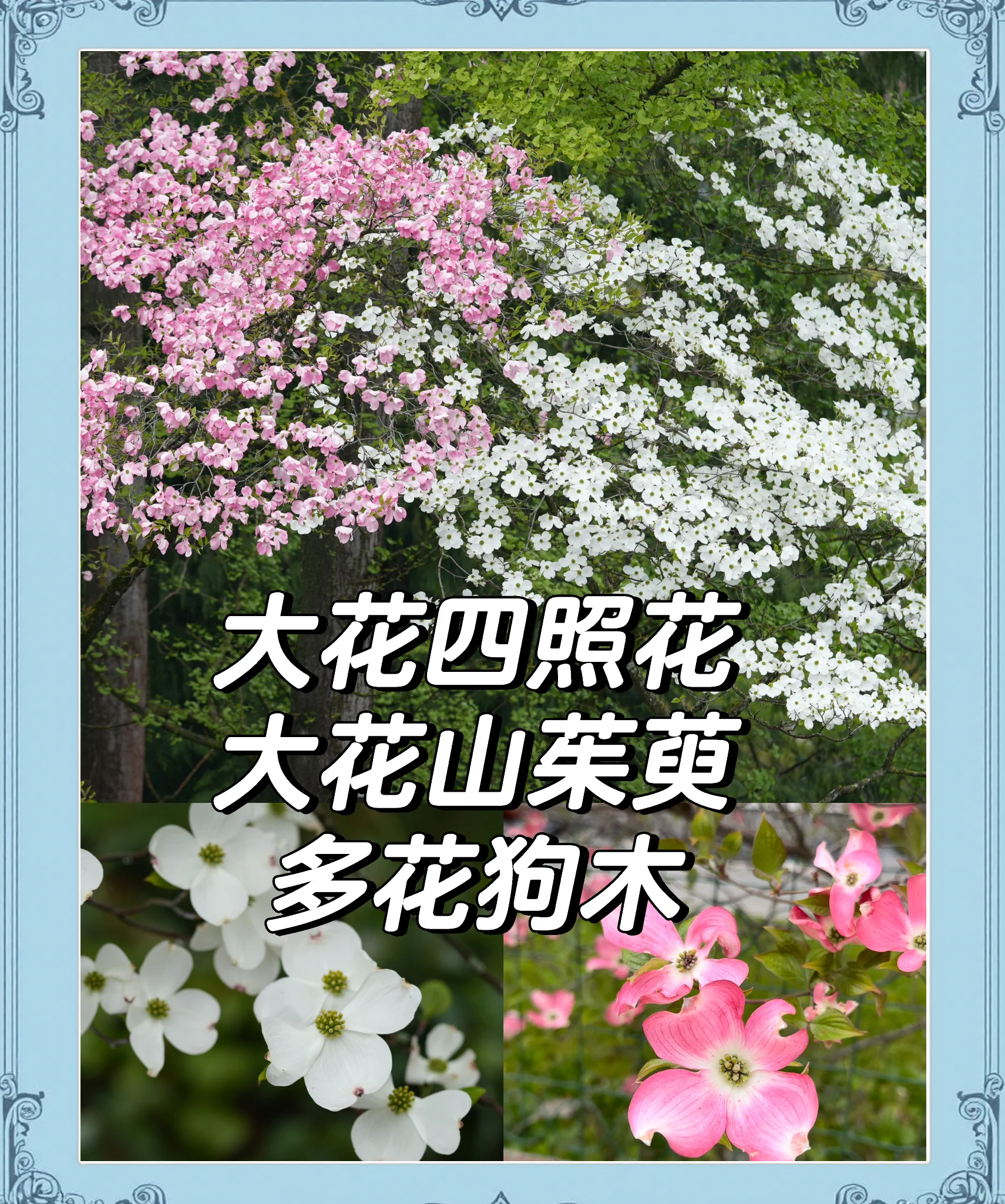 四照花生长在南方还是北方的简单介绍