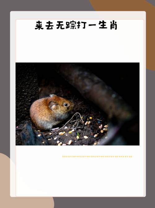 求签问卦打一个生肖(求签问卜代表什么动物)