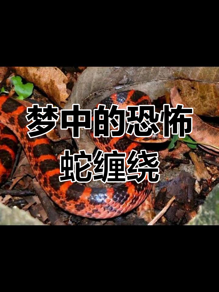 梦见蛇周公解梦官方免费版(周公解梦大全梦见蛇是什么预兆)
