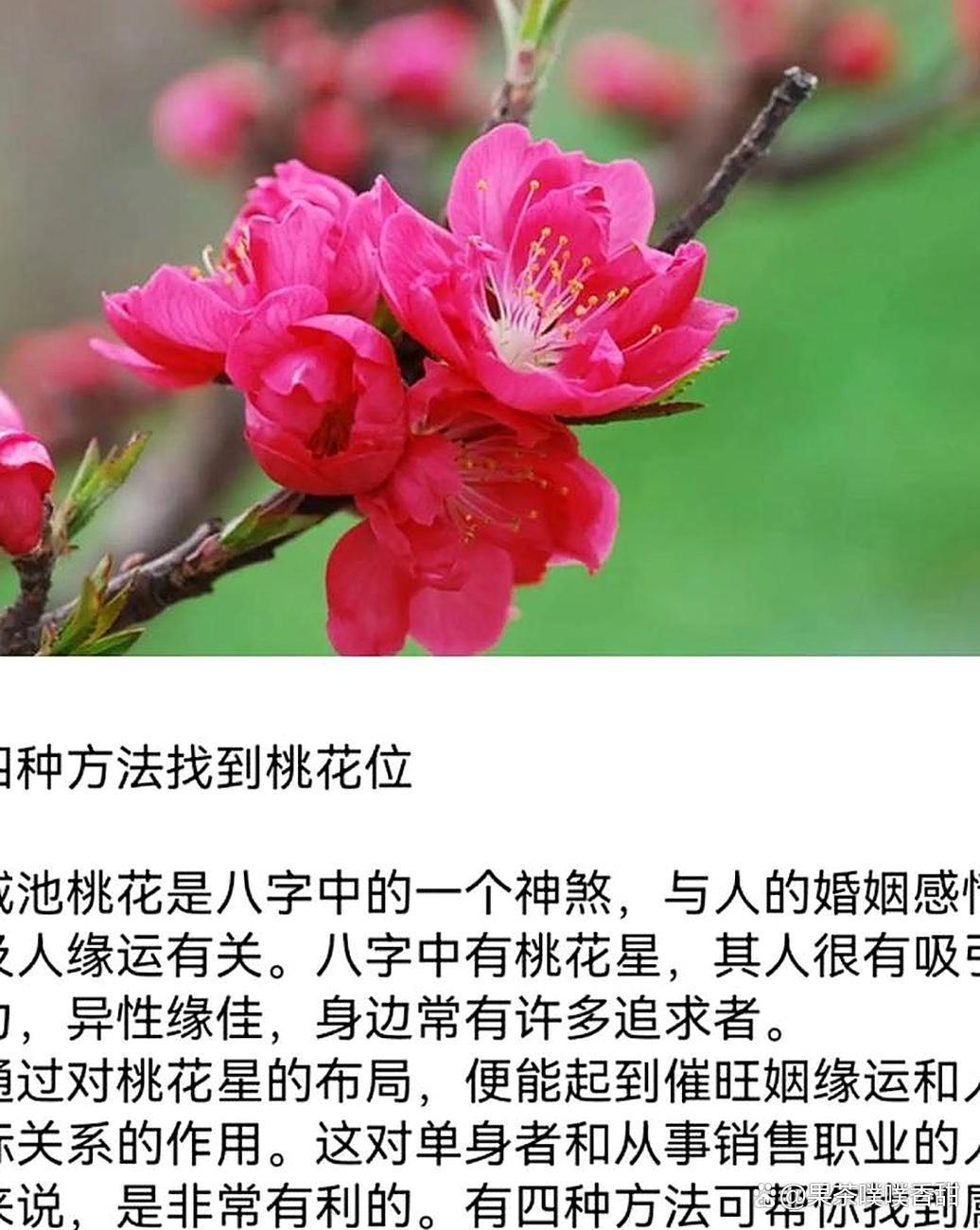 测正缘桃花什么时候出现(测正缘桃花什么时候出现的)