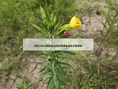 四柱八字排盘免费步骤图解(四柱八字排盘完整版免费教程)