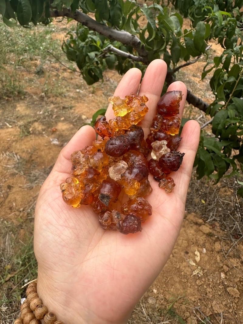 一亩桃树能产多少桃胶果呢(40岁后尽量不要吃核桃了)