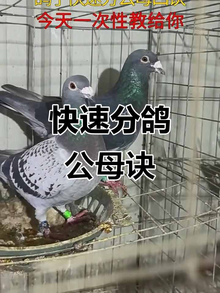 周公解梦鸽子(周公解梦鸽子飞走了)