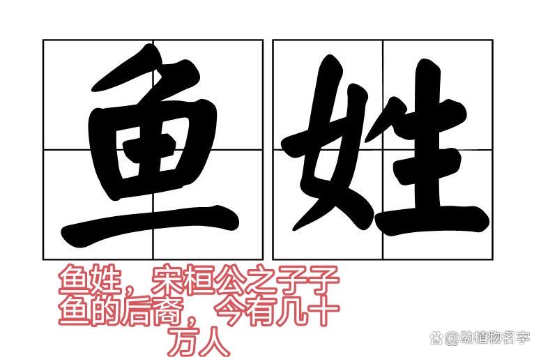 姓字是什么动物(姓字代表什么动物最准)