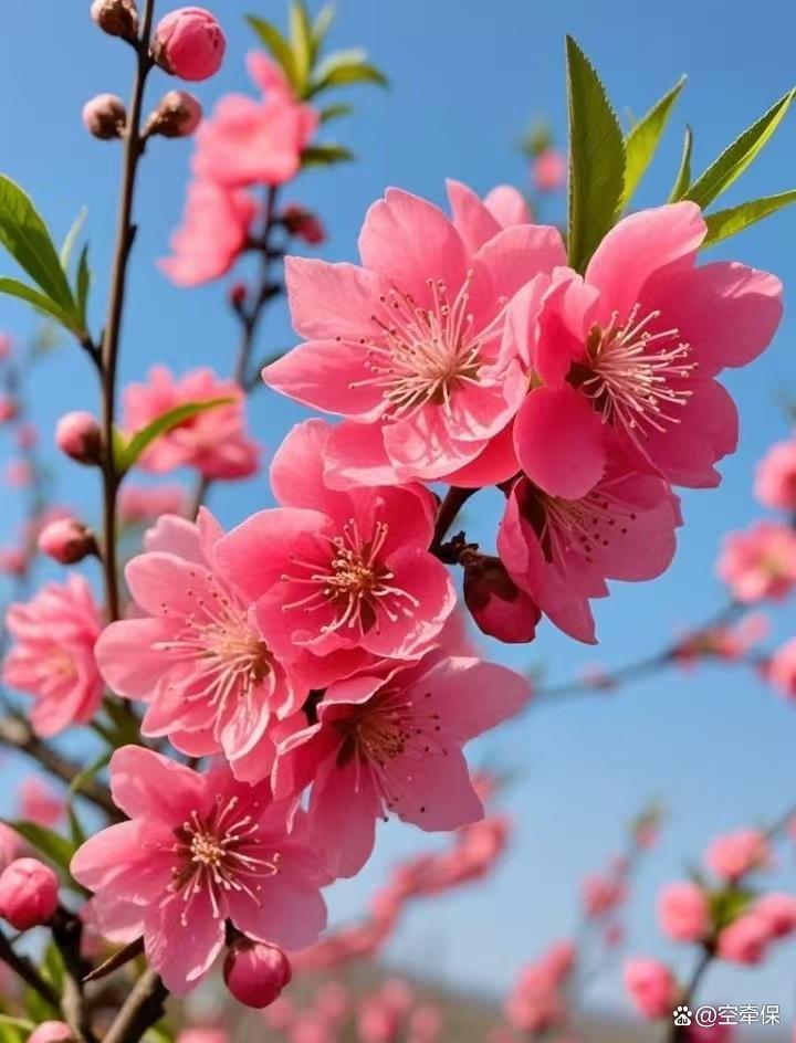 桃花属相(桃花属相怎么招财)