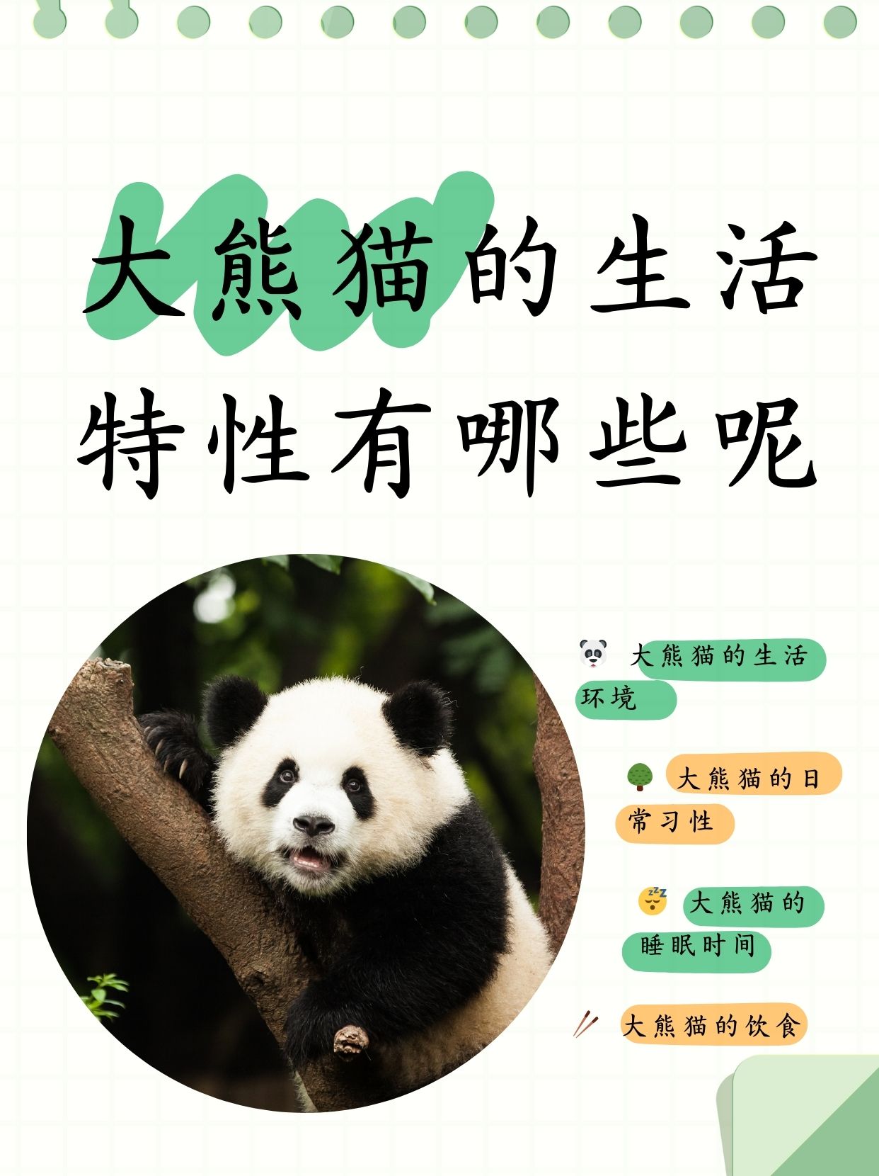 动物起名字(动物起名字大全猪宝宝)