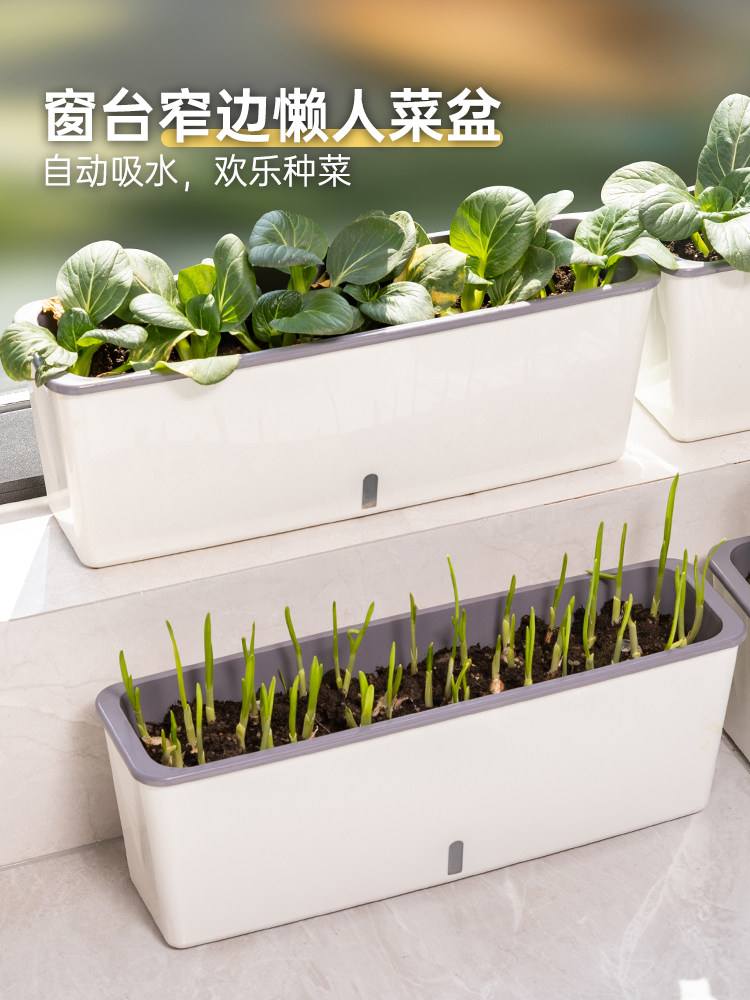 风水学知识大全窗台种葱的简单介绍