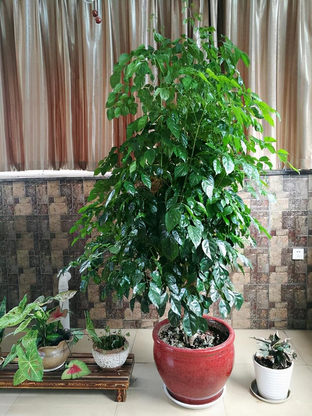 风水好的花卉植物家里养(风水好的花卉植物家里养好吗)
