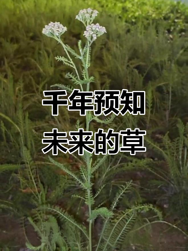 蓍草占卜视频(蓍草占卜视频图) 蓍草占卜视频(蓍草占卜视频图)