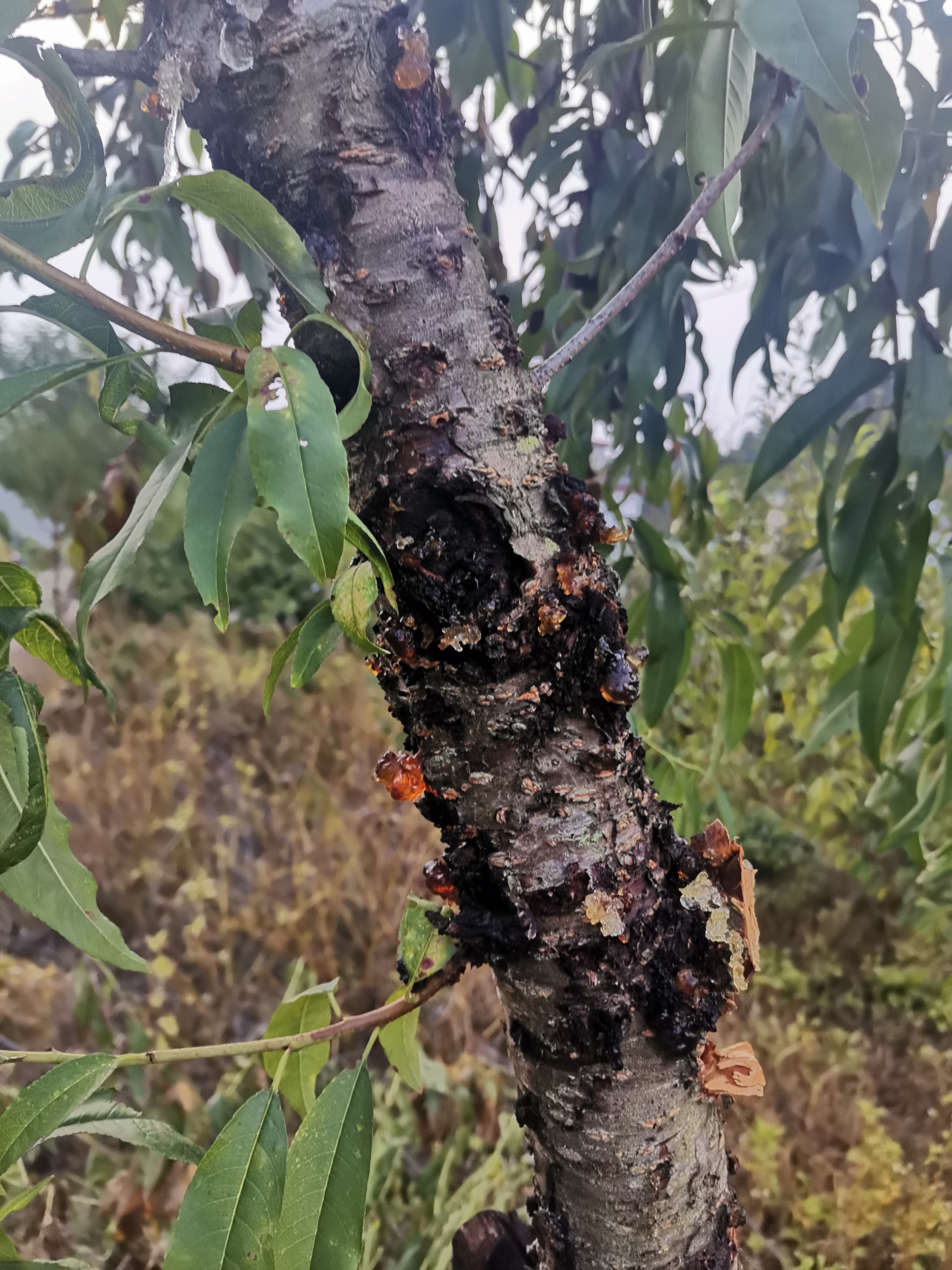 一亩桃树能产多少桃胶1(一亩桃树能产多少桃胶合适呢图片视)