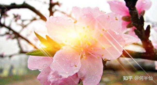 桃花运查法(桃花运的方法)