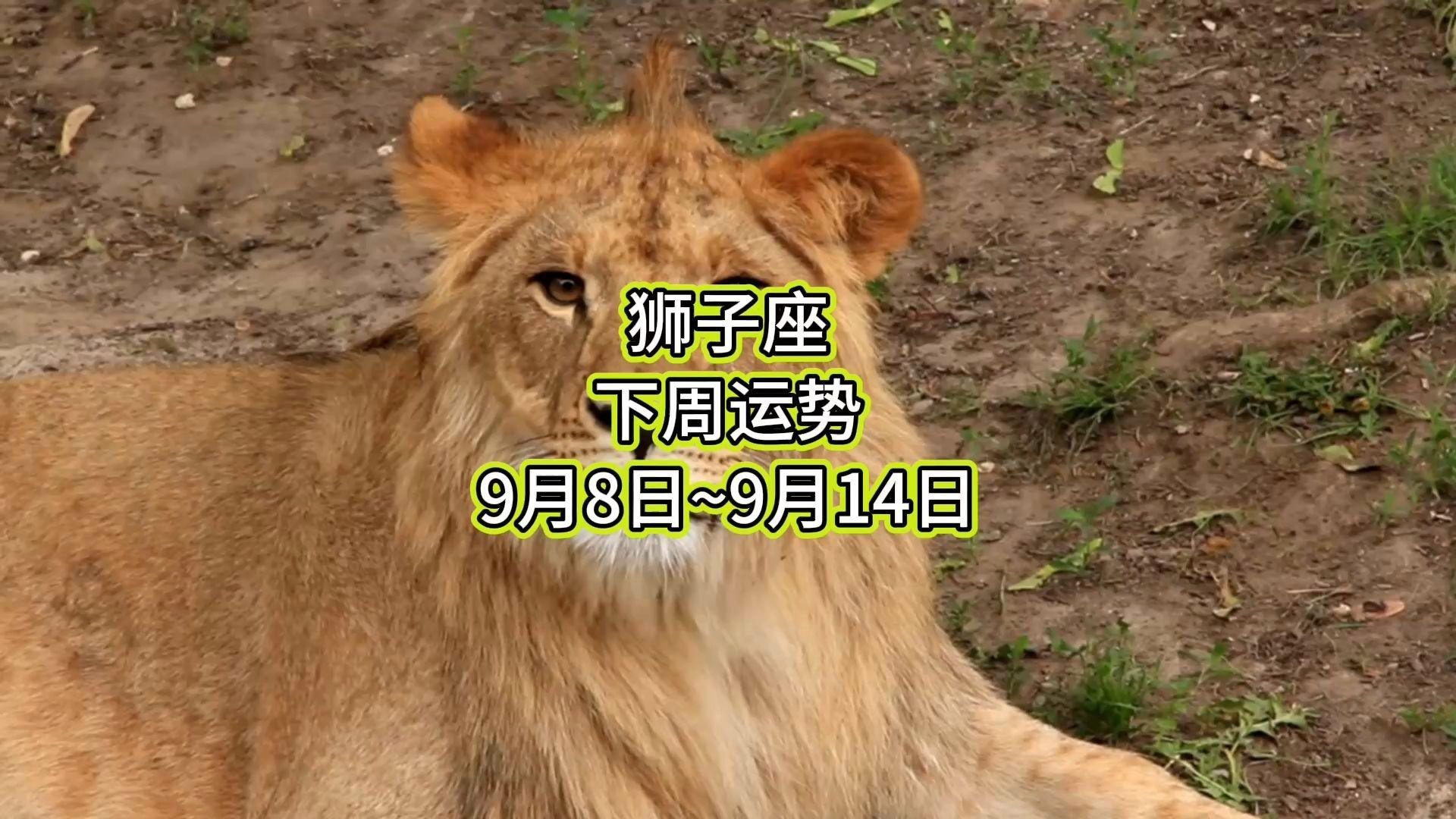 狮子座9月的运势(狮子座明日运势星座屋)